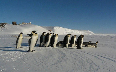 Удивительный живой мир Антарктиды